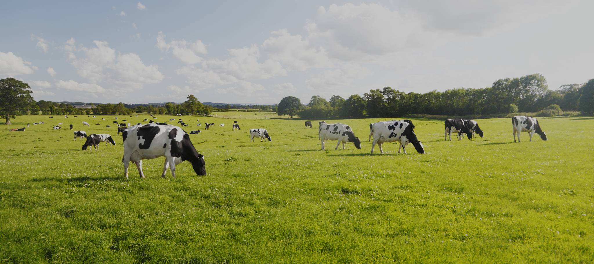 Stainless steel tanks for dairy